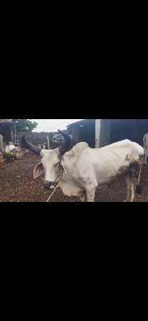 બીજી વાવણી કરેલ