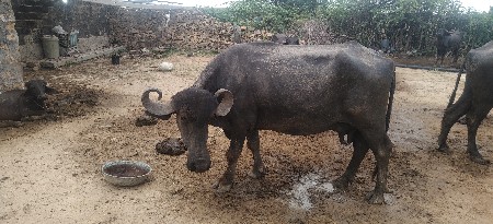 deva ni chee