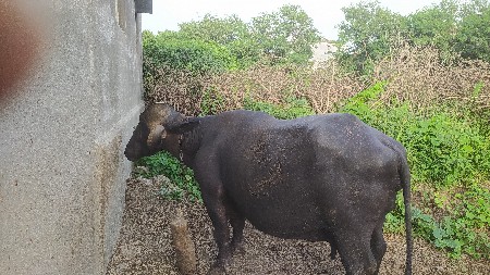 ભેસ