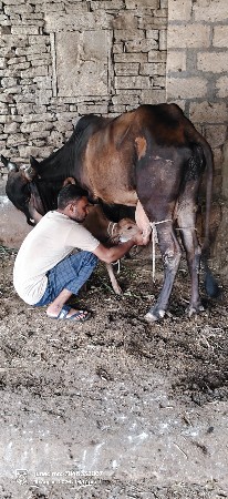 ગીર ઓડકી વેચવાની છે