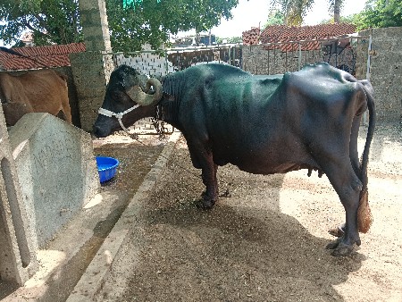 ભેંસ વેચવાની છે