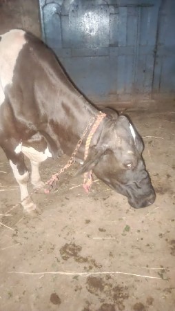 વેચવાની છે