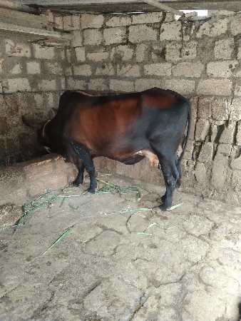 ગાય