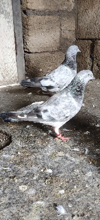 silver
