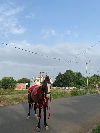 ghodo devki