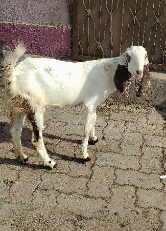 Sojat nasal ni bachali