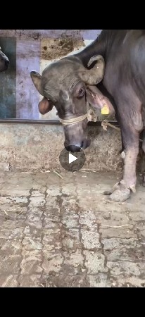 ભૈશ વેચાવ શે