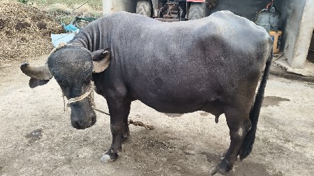 બીજા વેતર નું ખડેલુ વેચવાનું છે
