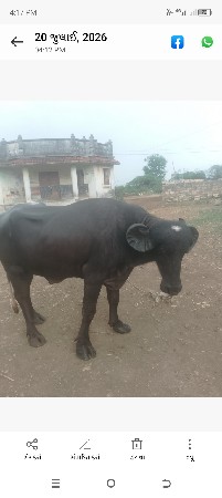પાડો વેચવાનો છે