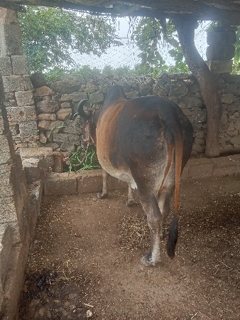 ગાય વેચવાની છે
