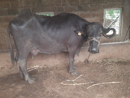 ભેંસ વેચવાની છે