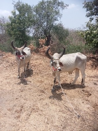 વેચવાના છે