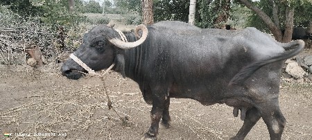 ભેંસ વેચવાની છે