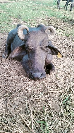 1 ભુરી 3 કારી બની ખડેલી