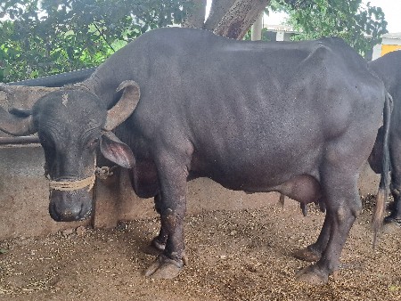 વેચવાની