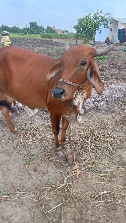 ગાય વેચવાની છે