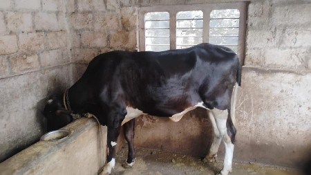 વેચવાની