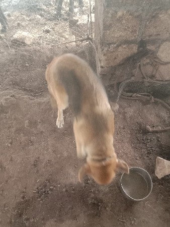 કુતરી વેચવાની છે