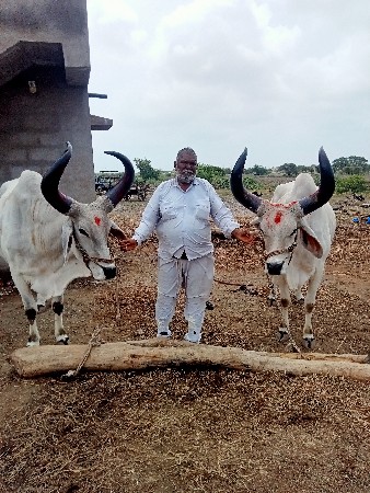 બળદ વેચવાના છે