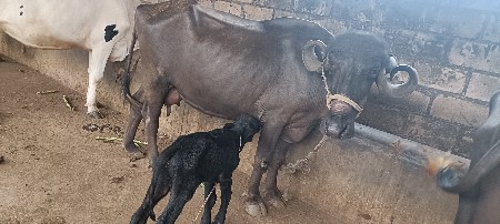 ભેંશ વેચવાની