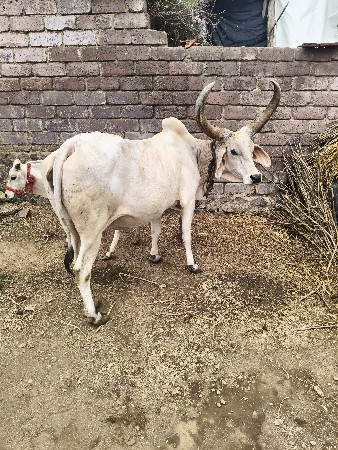 ગાય અને વાસડી બંને વેસવાની છે