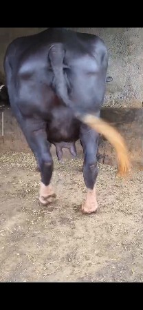 મોટી ભેંસ છે