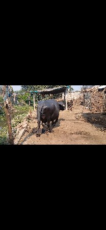 ભેંસ વેચવાની છે