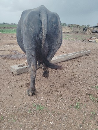 3  વેતર વીયાસે..