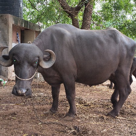 ભેસ વેચવાની છે