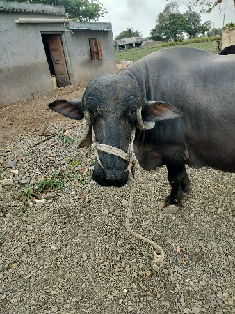 ભેંસ
