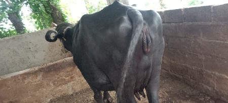 ભેંસ વેચવાની છે