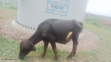 આ પાડો વેચવાનો છે