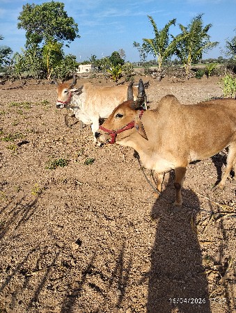 વેચવવાના છે