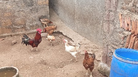 તોસીફ લાખાણી