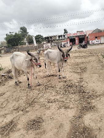 બળદ વેચવાના છે