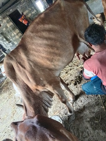 ગાય વેસવાનીછે