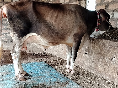 ગાય વેચવાની છે