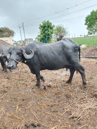 vechvani che