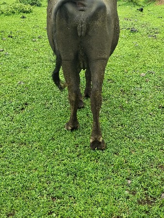 pelu vetar