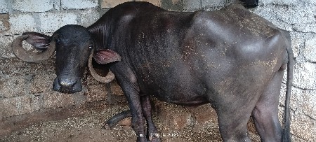 આ ભેંસ વેચવાની છે