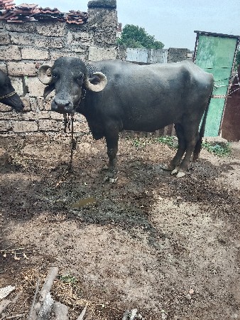 આ ભેંસ વેચવાની છે