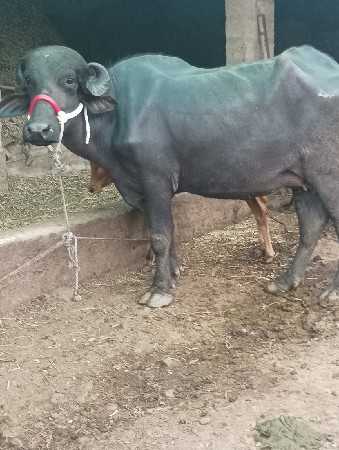 ભેંસ વેચવાની છે