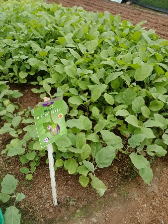 મોર પીંછ રિંગણ નો રોપ