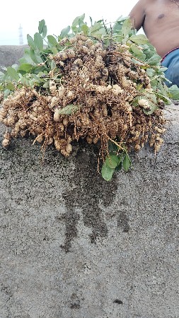 ઓડાની માડવી 39 નંબર