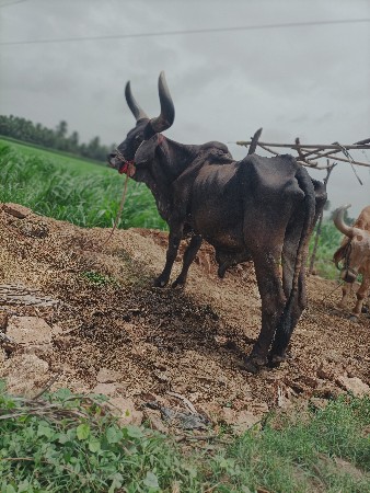 બળદ કારો વઢિયારો