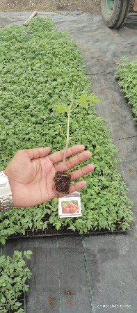 ટમેટી નો રોપ વેસવા નો સે