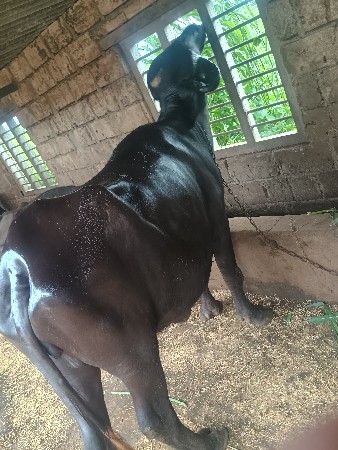 ભેંસ વેચવાની છે પેલું વેતર છે