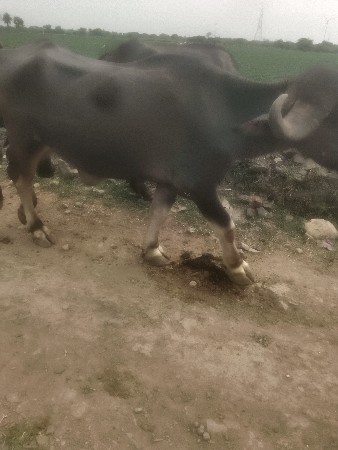 ખળેલુ વેચવાનું છે ટોટલ જવાબ દારી