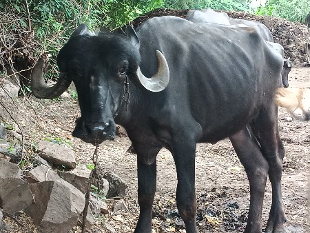 ખડેલી વેચવાની છે