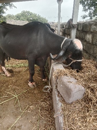 બીજું વેતર